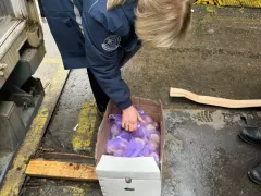 Receipt and transshipment of fresh fruits and vegetables at the Port of Poti, Georgia